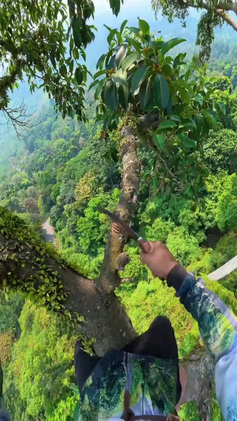 🔥 A breathtaking view from the top of a giant rainforest tree