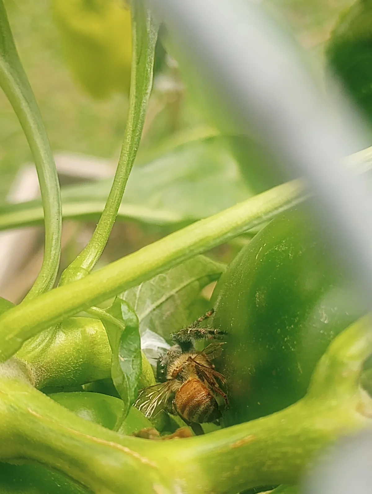 I just love all the jumping spiders I find in my garden!