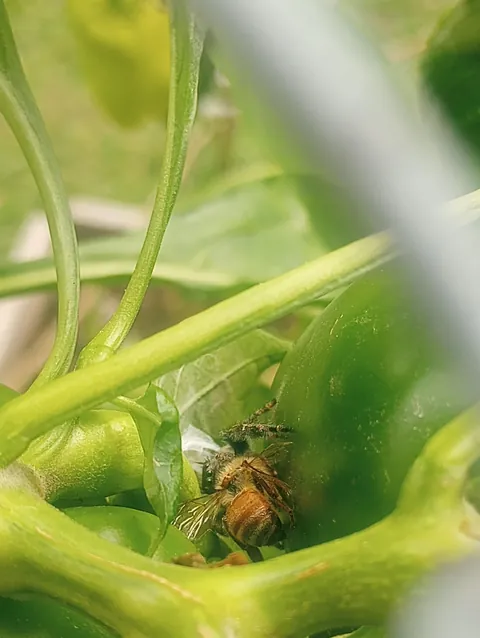 I just love all the jumping spiders I find in my garden!