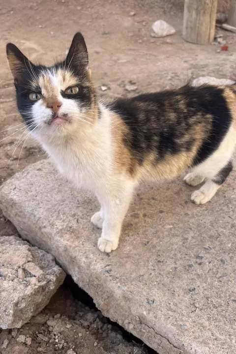 PsBattle: This angry looking cat.