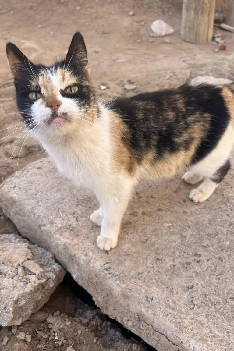 PsBattle: This angry looking cat.