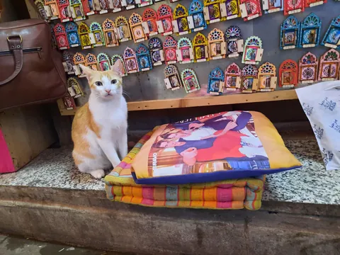 Morocco is in fact run by cats