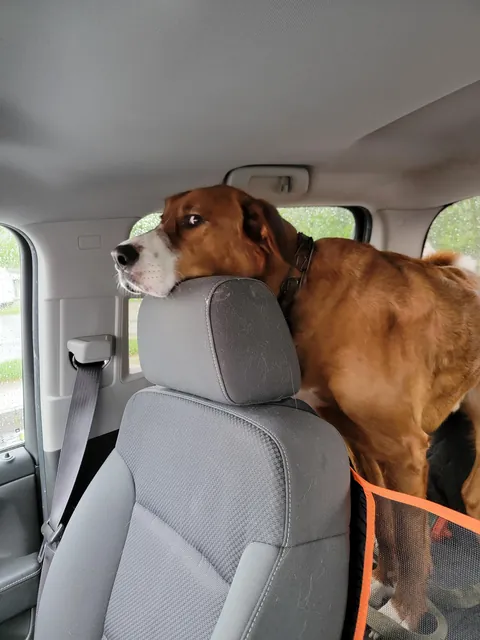 Koda, 50 BMD, 20 Pitt, 10 Shepherd, 10 Lab, 8 great Pyrenees. Sweetest dog I ever owned.