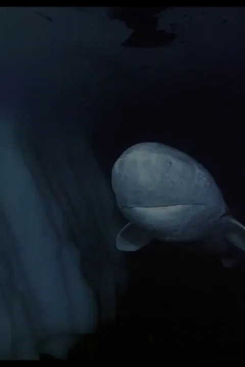 The longest known lifespan of all vertebrate species is a 392-year-old Greenland Shark in the Arctic Ocean. Wandering the ocean since 1627!