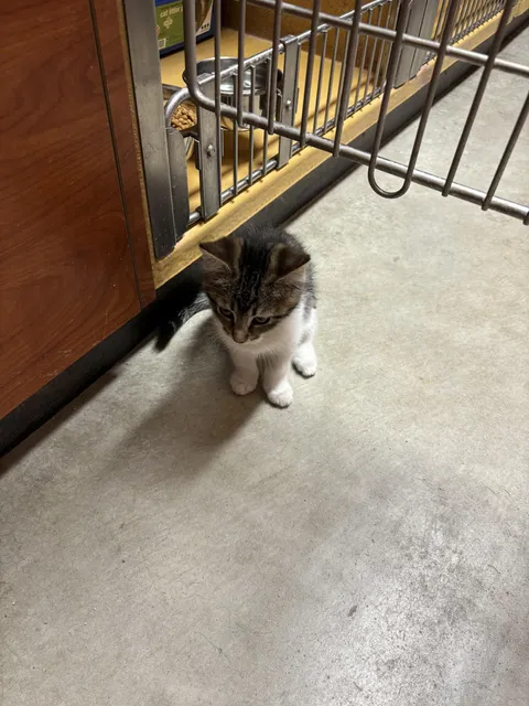 Please, if you can, don’t split up bonded pairs when adopting. One could argue they are actually EASIER to take care of because they entertain each other. This lil kitten is sad her sister got adopted without her