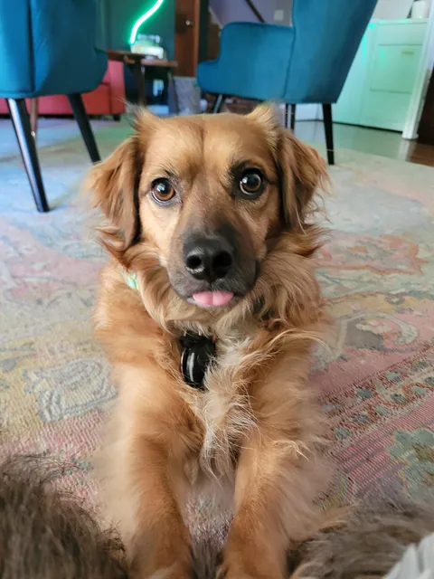 This is Mr. B and he is a professional menace