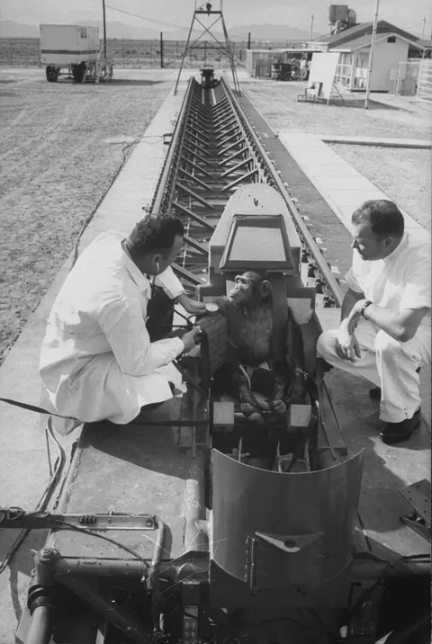 Ham the astro chimpanzee being trained to travel into space, 1960-61, Before his successful space flight in 1961 Ham was known simply as No. 65 to avoid negative publicity in case of failure