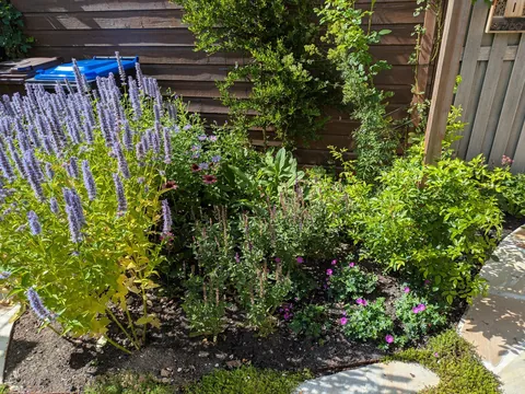 The first season of my flower garden