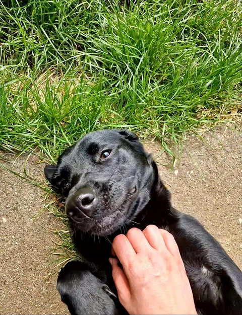 My beautiful pup loving her morning belly rub. 