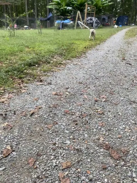 Ghost coming in hot for a nose bonk