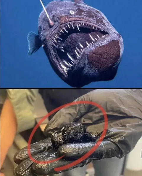 Anglerfish actual size