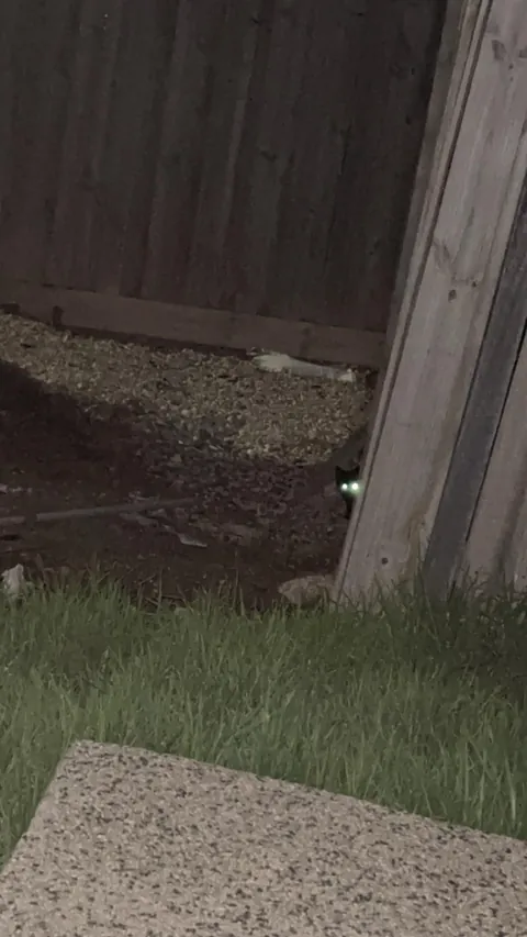 Cat distribution system