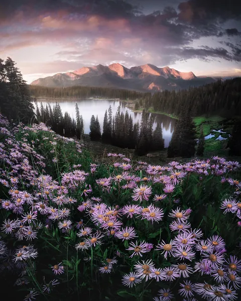 Wildflowers in Colorado [1920 x 1536][OC]