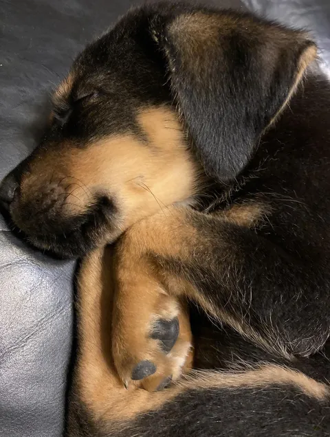 My sweet puppers when he was just an eensy