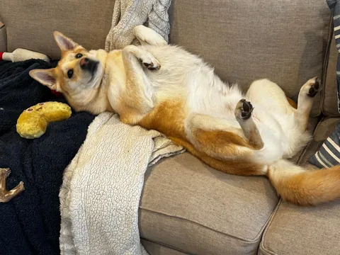 Biscuit turns 5 today! happy birthday to the goodest boi ever!!