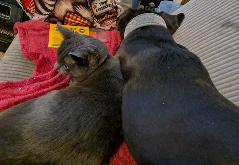 Our dog adopted a kitten from a gas station parking lot and they have been best friends since.