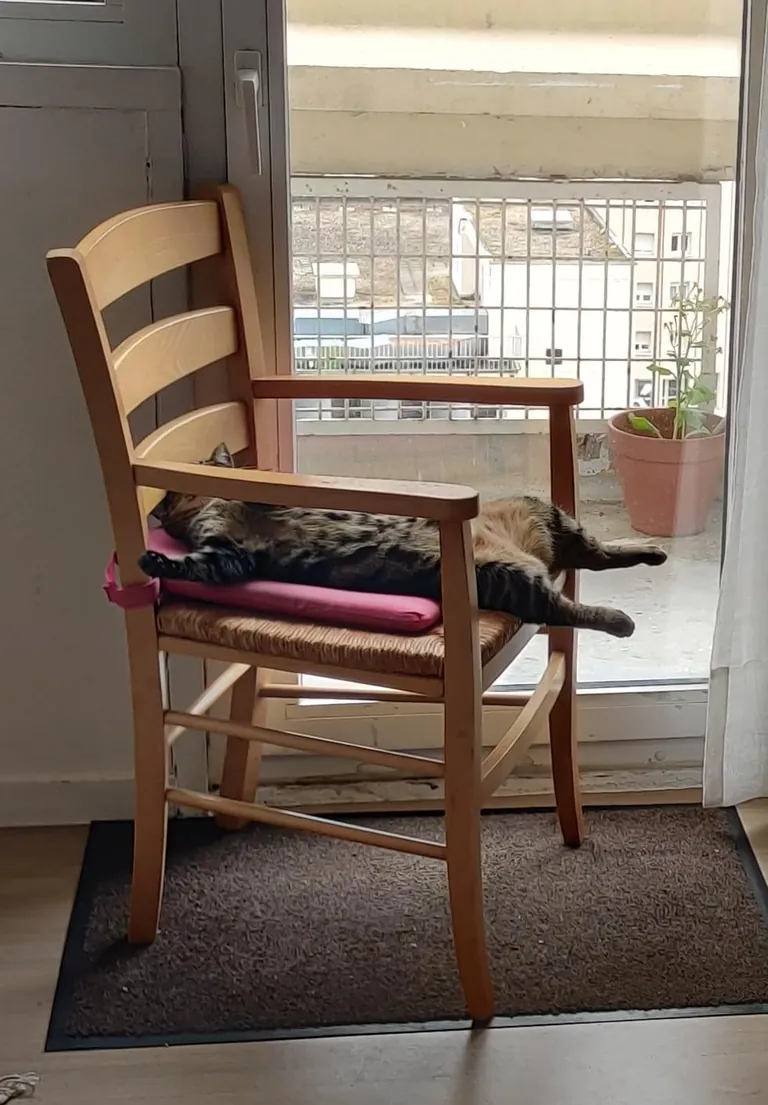 I'm convinced my cat is just a lil dude in a cat costume