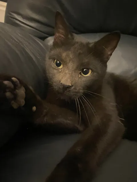 My cat died yesterday, so I wanted to share some of my favorite pictures of him