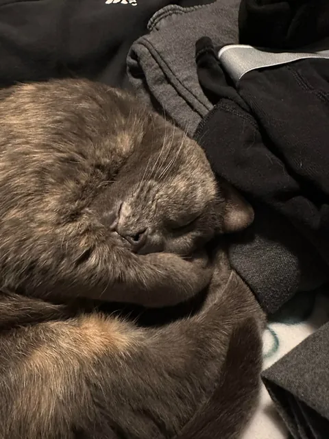 Saying goodbye to my sweet bear tomorrow morning. Wanted to share her beauty with you all