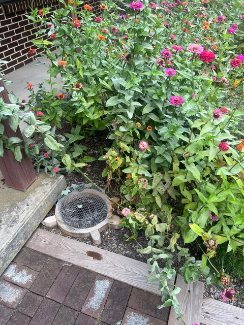Update to Box Turtle nest hatch post from 2 weeks ago. All 5 eggs in the nest hatched!  Such amazing little creatures!