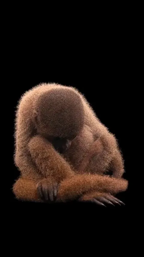 This beautiful creature is a Woolly monkey, and there only about 1000 of them. The Woolly Monkey lives in lowland primary forests and cloud forests in Peru, Columbia, Ecuador, Bolivia and Brazil, thriving in the canopies of the tallest trees. 