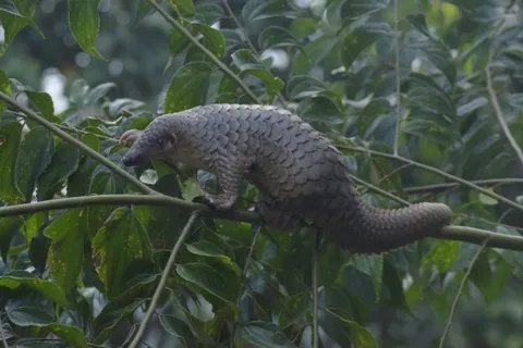 Pangolins to be Protected as Endangered Species