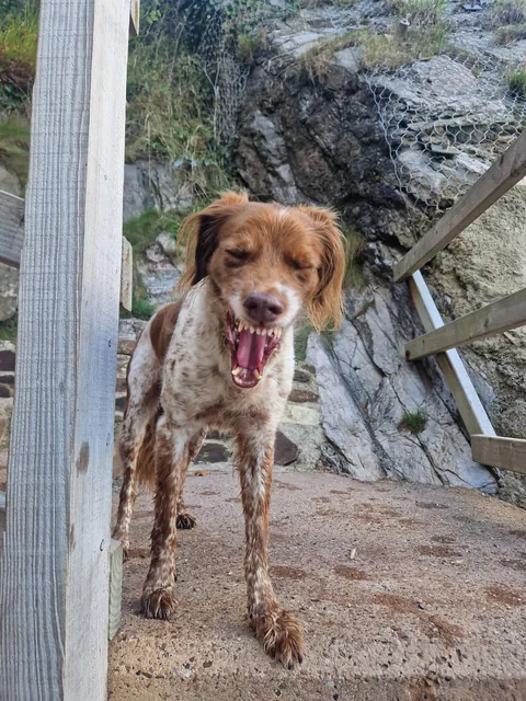 Benji is the gooddest pupperino