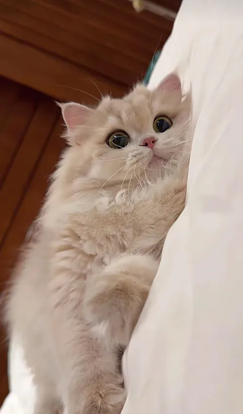 My cutie is looking at you