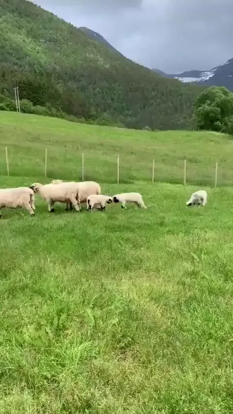 The most intense fight Ive seen 😝