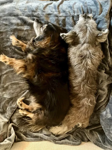 Decided it was time to add to our family. So we adopted this rare 13 year old pupper