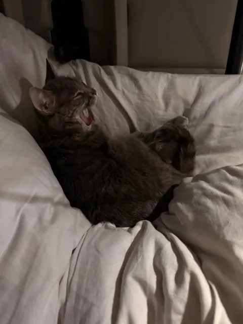 Lola is a truck driver 🚛!! She is 11 years old. 🙂