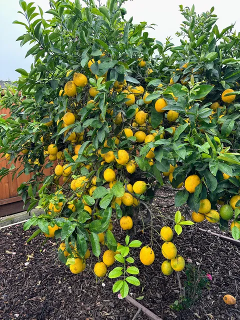 Just a few Meyer lemons