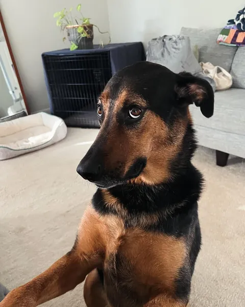 It’s Gary! My goofy, handsome, spoiled boy