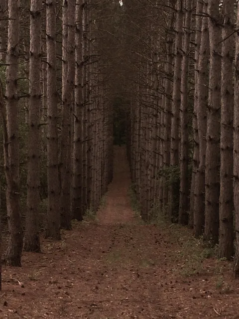 ITAP of a forest trail near my house