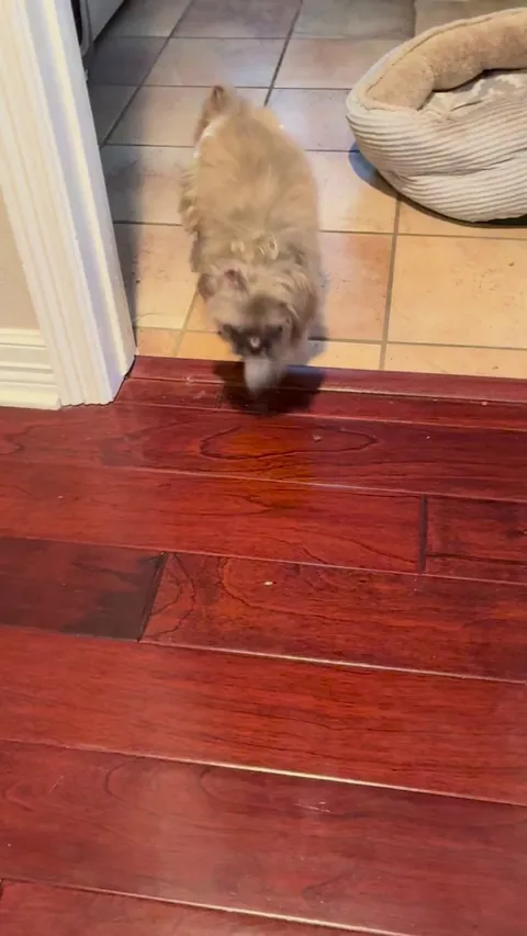 Meet Coco. She turned 19 yr old in March 2025. She’s deaf, partially blind and wears a diaper but that doesn’t stop her from having a pep in her step when she walks by!