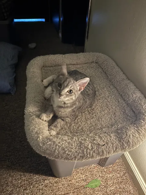 Sweet and cute but traumatized