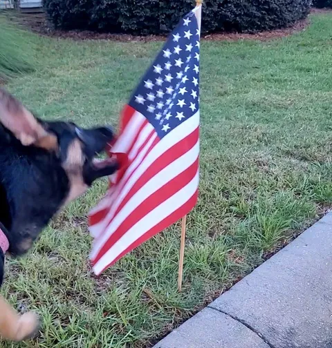 [OC] puppy not feeling the patriotism