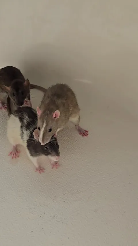 Rats acting weird during introduction