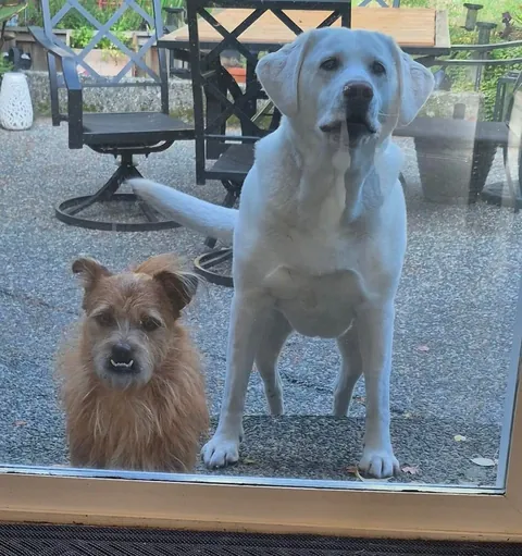 This is Chopper. He's new here, a street dog rescued from Korea.