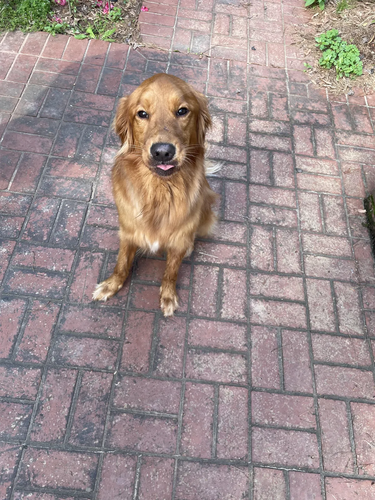 Layla loves to stick her tongue out at me