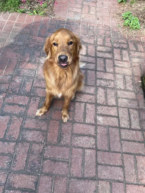 Layla loves to stick her tongue out at me