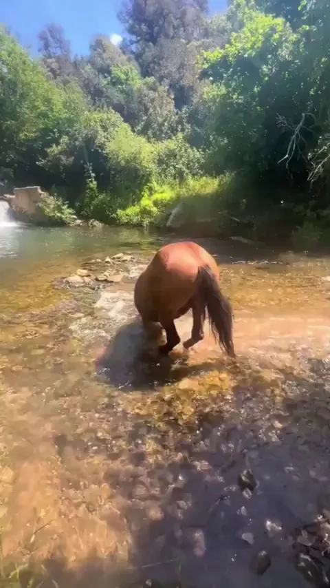 Horse cooling down in a crystal clear river on a hot day