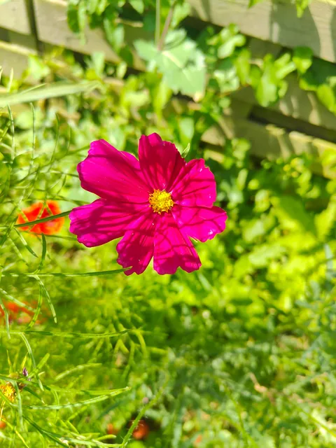 No one cares much about my flowers so I thought to share them here