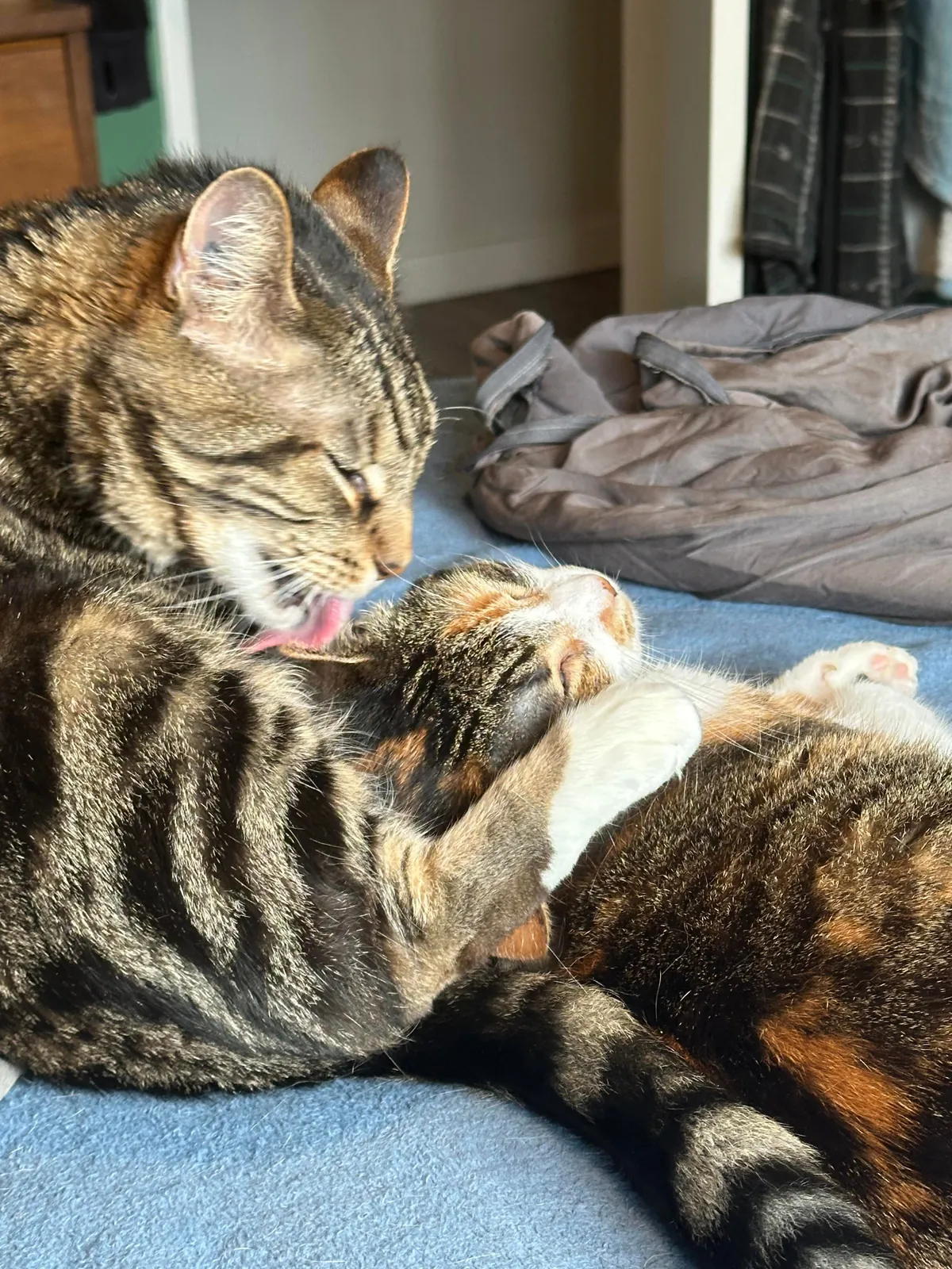 My senior cat has bonded with the new kitten and it’s the most adorable thing