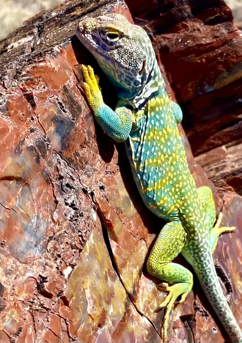 🔥Colorful collared lizard on a colorful 200+ million year old petrified log in Arizona