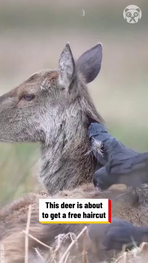 The jackdaws are gathering material for a comfy nest and offering a free trim to the moulting red deer: a kind of symbiotic relationship