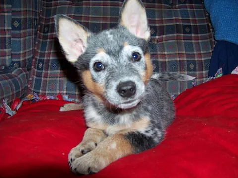 My 18 y.o. ACD Abu. He is slowing down a bit but still has all the Blue Healer attitude as when he was a pup.