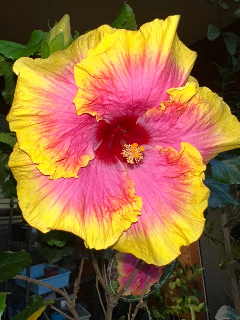 Pink Lemonade Hibiscus