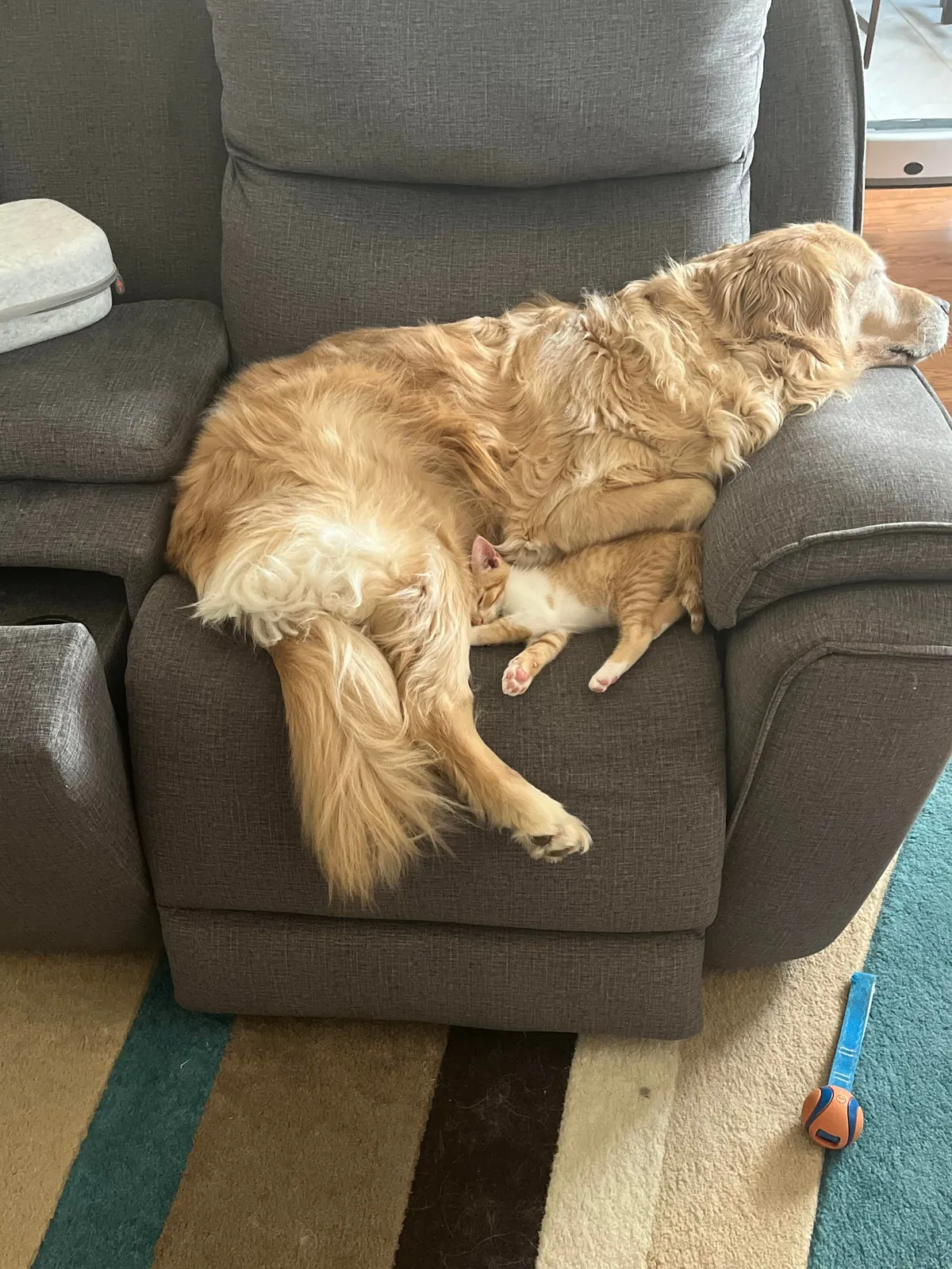 JimJim loves his Clover dog