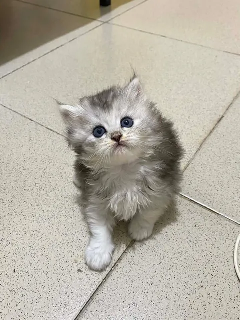 I'm so lucky to get welcome every time I get home from work by these cuties